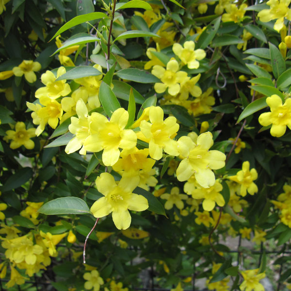 草花の苗/[送料無料]カロライナジャスミン3-3.5号ポット12株セット