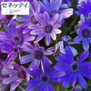 草花の苗/サイネリア:セネッティ豪華咲きブルー3.5号ポット...