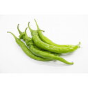野菜の苗/トウガラシ(唐辛子):伏見甘長2.5-3号ポット