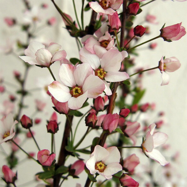 ���� ���ڤ���/�業��ʥ��������ˡ��ԥ�4��5��ݥå�5�����å�