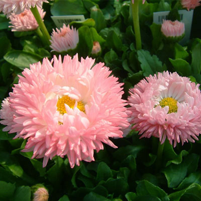 ��֤���/�ǡ������������ꥢ��ǡ����� �ԥ�3.5��ݥå�