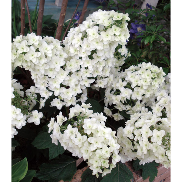 花木庭木の苗/カシワバアジサイ：ス...