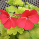 草花の苗/(わけあり特価)カラーリーフゼラニウム:ゴールデンナゲット3号ポット