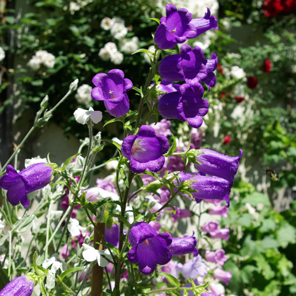 草花の苗/カンパニュラ・一重咲きパ...
