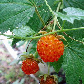 赤い実のなる木14選 庭木や街路樹など季節別に気になる植物をご紹介 暮らし の