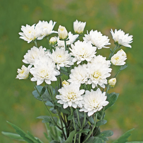 雪白柳葉友禅菊の苗 楽天市場】友禅 菊 苗の通販