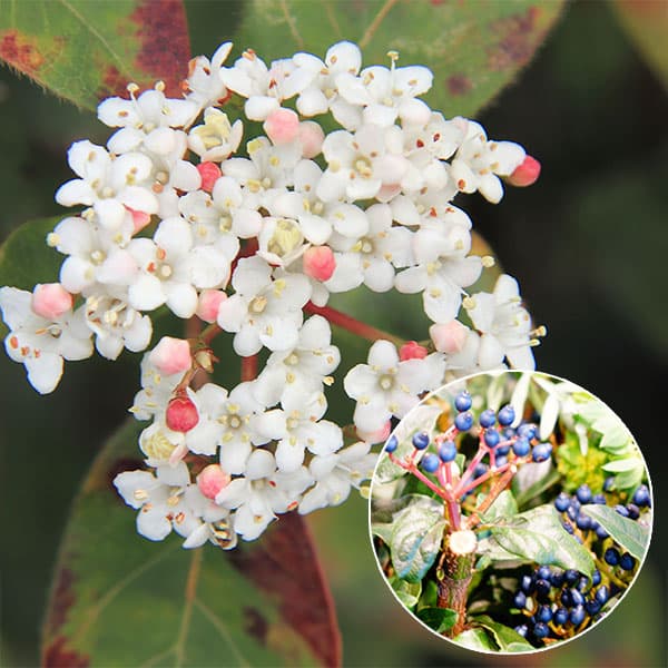 楽天市場】ビバーナム ティヌスの通販