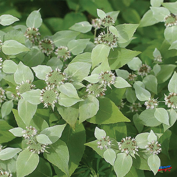 草花の苗/ヒロバマウンテンミント3.5号ポット2株セット