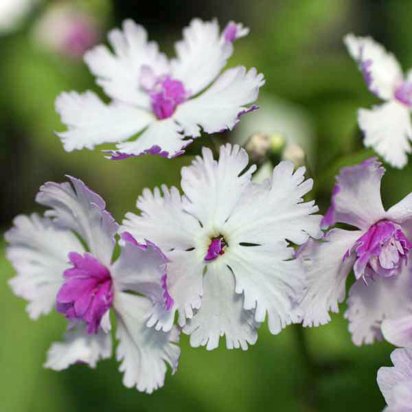 山野草の苗/日本サクラソウ（桜草）八重咲き：ときめき3号ポット