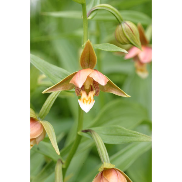 山野草の苗/カキラン3-3.5号ポット