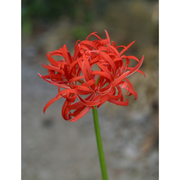 シベが変化して花弁になった華やかな花山野草の苗/ヒガンバナ（彼岸花・リコリス）：八重咲き3-3.5号ポット珍しい八重咲きの彼岸花です。ヒガンバナは球根植物のリコリスの仲間で、曼珠沙華（マンジュシャゲ）＝「天上の花」として知られています。秋に...