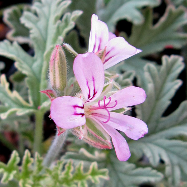 ハーブの苗/ニオイゼラニウム：ミント セインテッド バリエガタ3号ポット