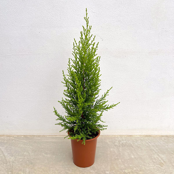 楽天市場】ゴールドクレスト 苗の通販