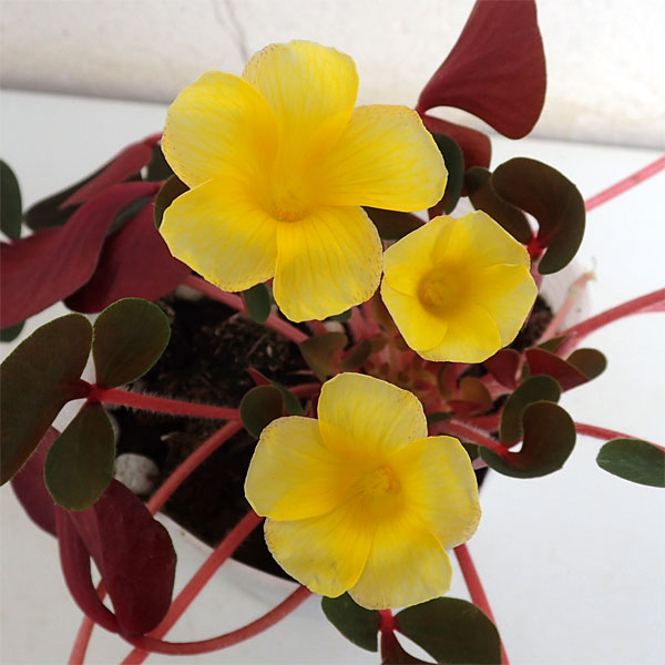 草花の苗/オキザリス：名月のめぐみ3.5号ポットのサムネイル