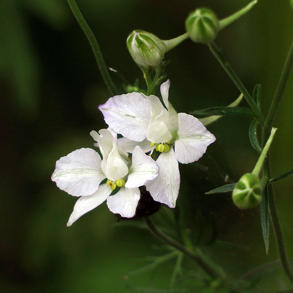 草花の苗/千鳥草（チドリソウ・ラークスパー）：ホワイト（No5）3号ポット4株セットのサムネイル