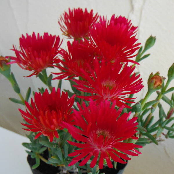 草花の苗/マツバギク：赤花3号ポット12株セット