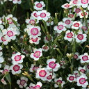 草花の苗/(わけあり特価)ダイアンサス:デルトイデス アークティックファ3〜3.5号ポット