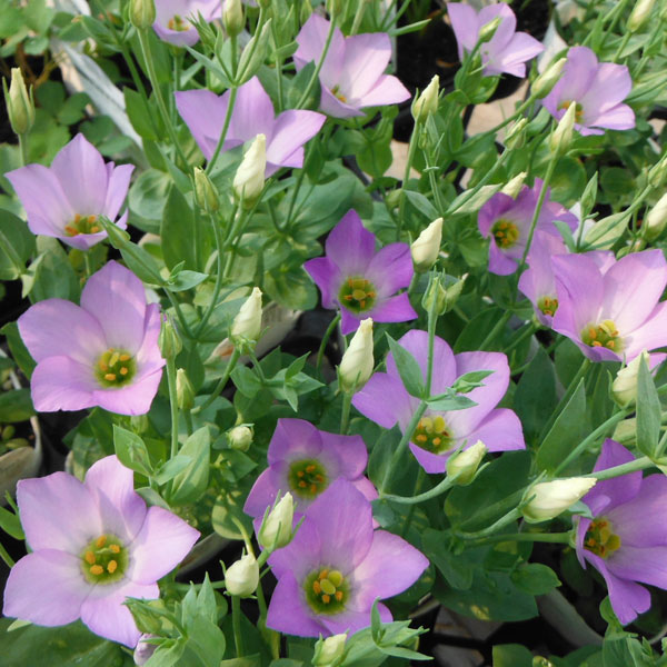 草花の苗/トルコギキョウ：シェリーライトブルー3号ポットのサムネイル