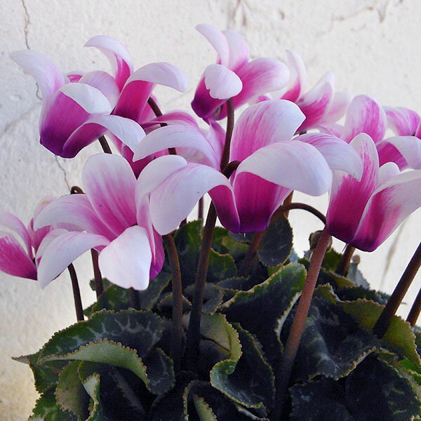 草花の苗/シクラメン（ミニ）：プチティアラ3号ポット 3株セット