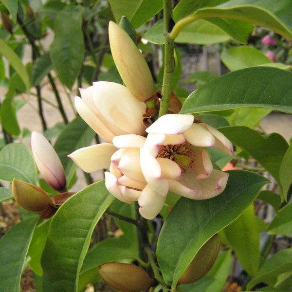 花木 庭木の苗/オガタマノキ：グローイングスペクトルム5号ポット