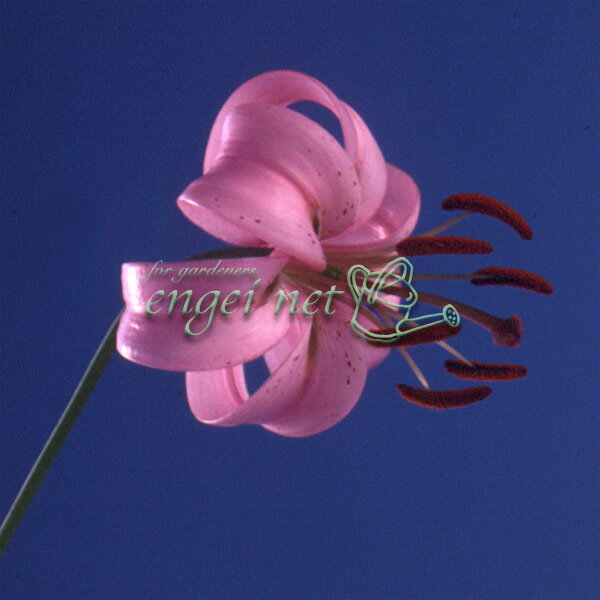 山野草の苗/ユリ：マツバユリ2.5～3号ポット