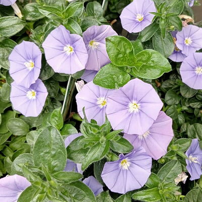 コンボルブルスの育て方 植え替え 剪定方法や肥料の与え方など Botanica