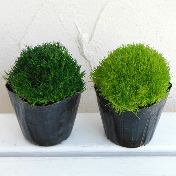 アイリッシュモスとは 植え付けの手順や増やし方などのコツを紹介 Botanica