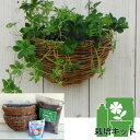 観葉植物/ハンギングバスケット栽培キット:パセノシッサスシュガーバイン2個セット