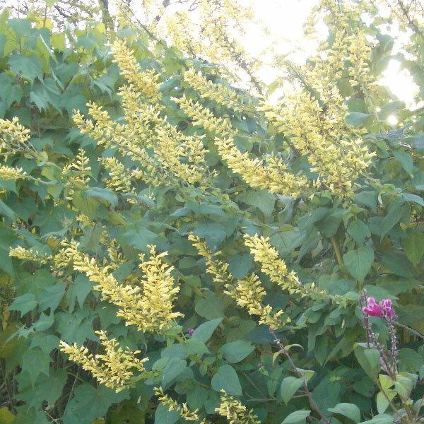 草花の苗/サルビアマドレンシス：イ...