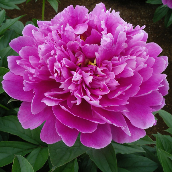 草花の苗/シャクヤク（芍薬）：火祭（ひまつり）3.5号ポットのサムネイル