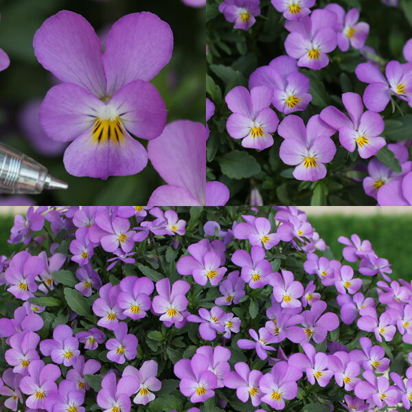 草花の苗/[送料無料]MSKガーデ...