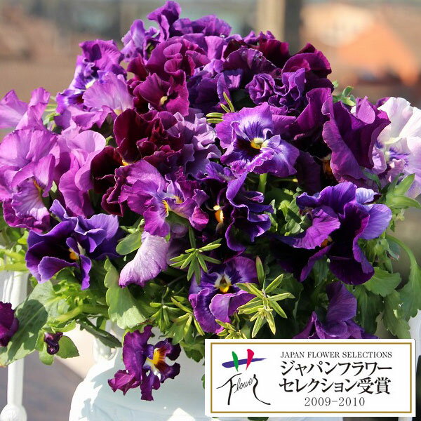 草花の苗/パンジー：ムーランフリルビオレッタ3.5号ポット2株セット