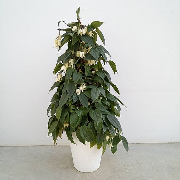 クレマチス：ユンナンエンシス8号鉢ツリー仕立て