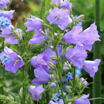 草花の苗/カンパニュラテルハムビュ...