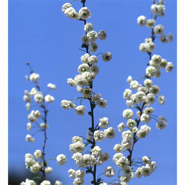 花木 庭木の苗/シジミバナ（蜆花）4号ポット