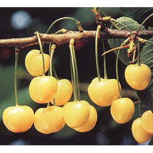 果樹の苗/サクランボ：月山錦4〜5号ポット