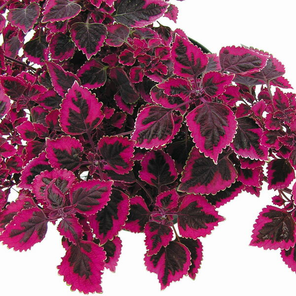 草花の苗/コリウス（小型）：ときめきリンダ3号ポットのサムネイル