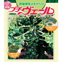 野菜の苗/プチヴェール 3号ポット