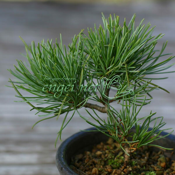 山野草の苗/マツ：ハイ松2.5号ポット