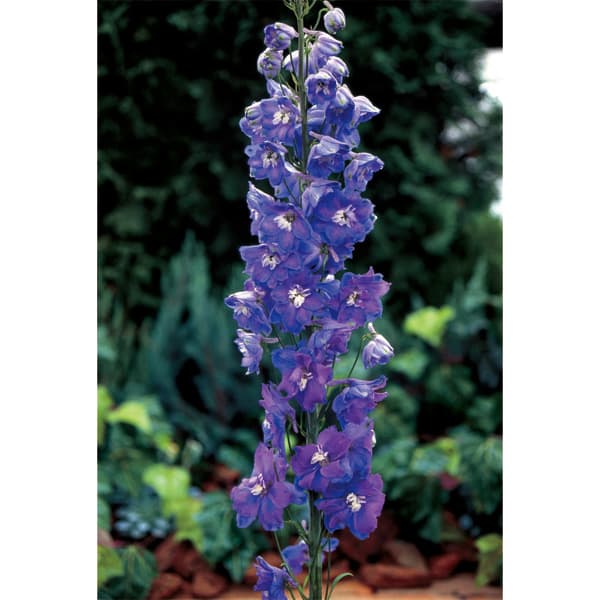 デルフィニウムの花言葉 贈る花にピッタリ その意味と由来とは Kurashi No