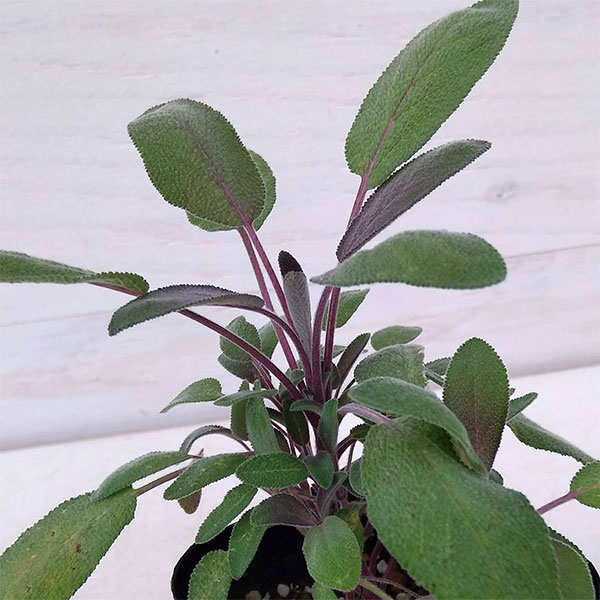 ��֤���/���������ѡ��ץ륻����3��ݥå�