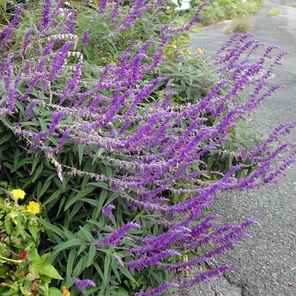 アメジストセージの正しい育て方 綺麗な花を咲かせるコツ教えます 暮らし の