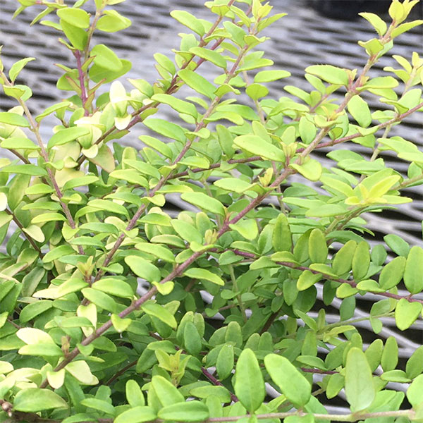 草花の苗/ロニセラ：ニティダ オーレア3号ポットのサムネイル