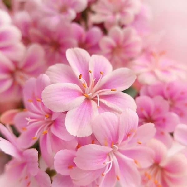 草花の苗/（わけあり特価）レウイシア：ピンク系3.5号鉢植え