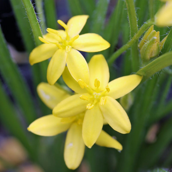 山野草の苗/アッツザクラ（ロドヒポキシス）：黄花アッツザクラ2.5-3号ポット