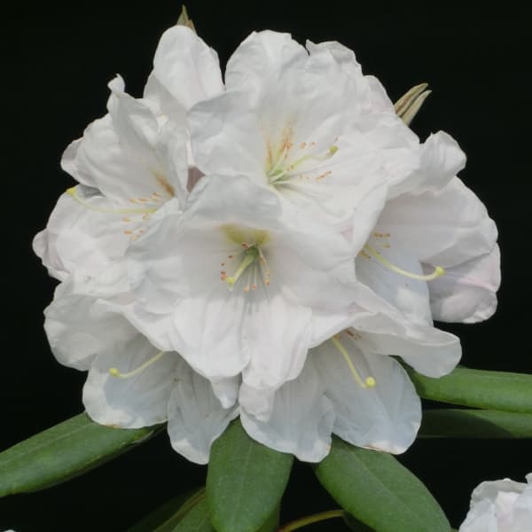 花木 庭木の苗/西洋シャクナゲ：真珠姫3.5号ポット