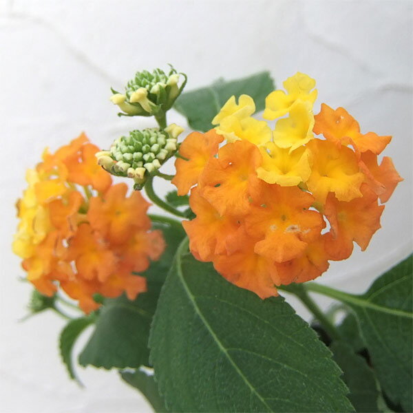楽天市場】ランタナ（花の苗物｜苗物）：ガーデニング・農業<花