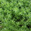 【ラッキーシール対応】観葉植物/セダム:モリムラマンネングサ2株セット