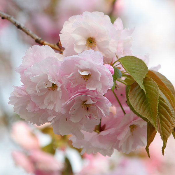 花木 庭木の苗/桜：一葉（イチヨウ）接木苗4〜5号ポット[淡紅色から白に変化する八重強健種・4月中下旬咲き]のサムネイル