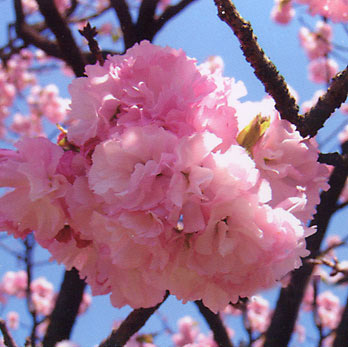 花木 庭木の苗/桜：楊貴妃（ヨウキヒ）接木苗4～5号ポット